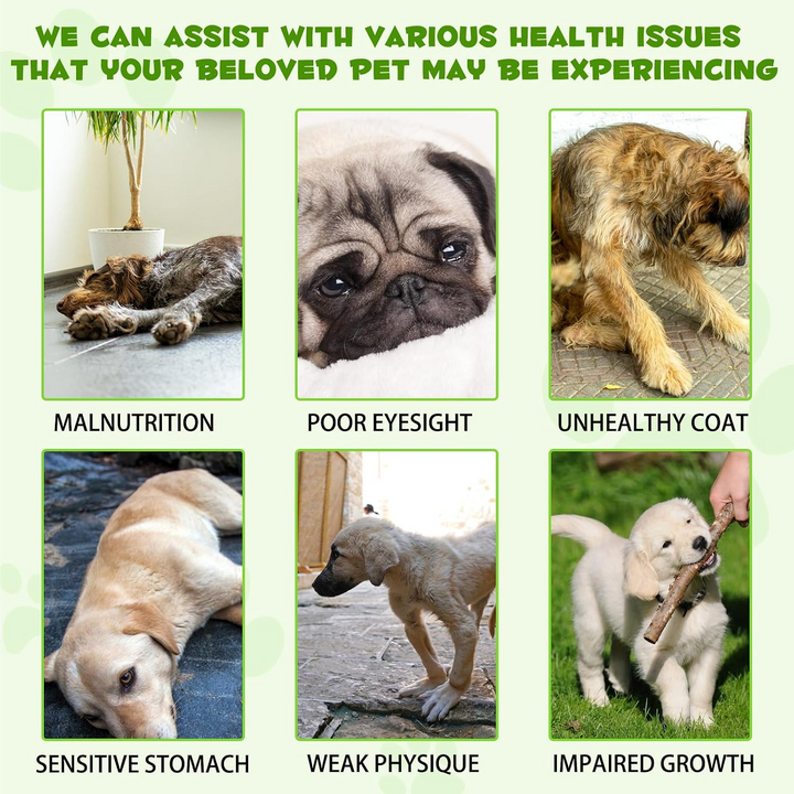 3-in-1 Probiotic Digestive Support for Dogs — 60 mL