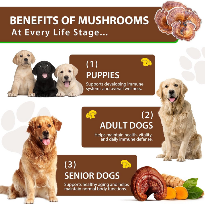 Turkey Tail Mushroom Complex for Dogs — 60ml